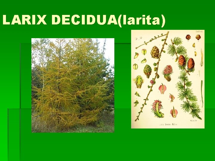 LARIX DECIDUA(larita) 