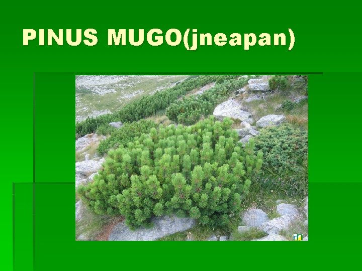 PINUS MUGO(jneapan) 