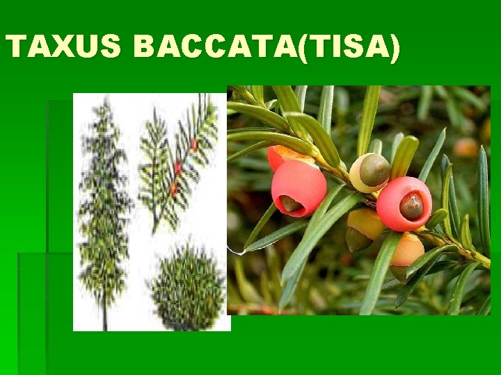 TAXUS BACCATA(TISA) 