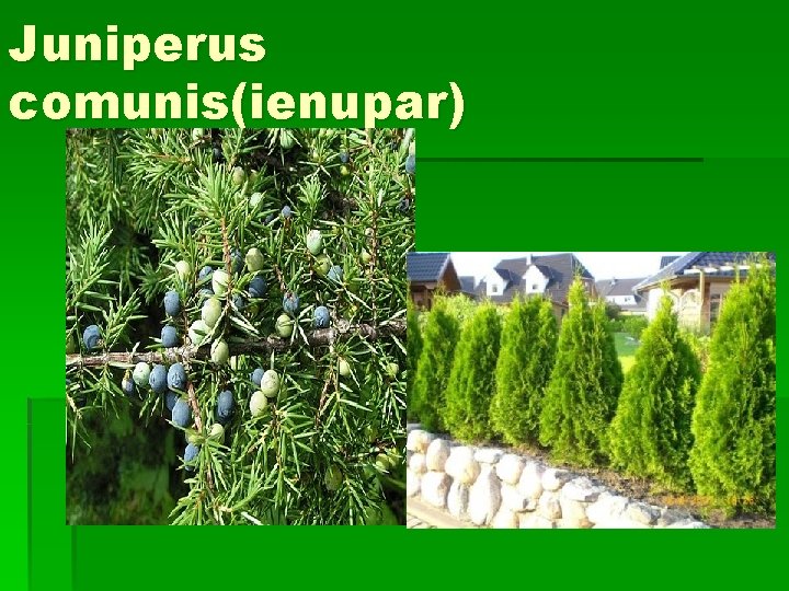 Juniperus comunis(ienupar) 