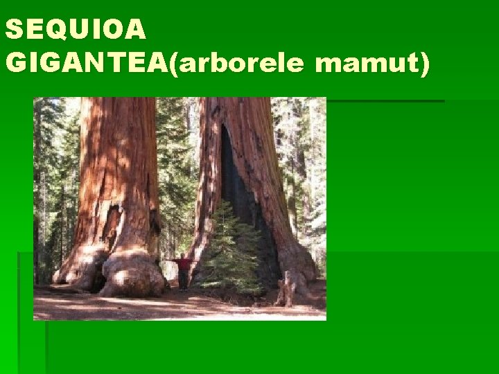 SEQUIOA GIGANTEA(arborele mamut) 