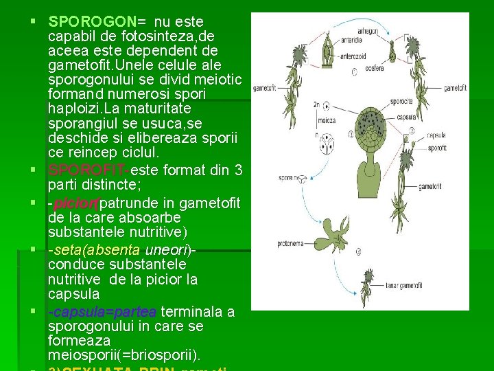 § SPOROGON= nu este capabil de fotosinteza, de aceea este dependent de gametofit. Unele