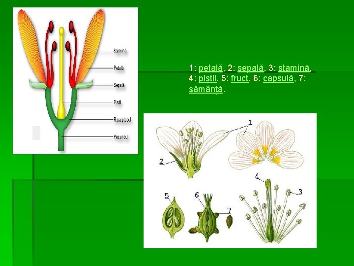 1: petală, 2: sepală, 3: stamină, 4: pistil, 5: fruct, 6: capsulă, 7: sămânță.