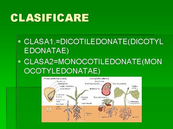 CLASIFICARE § CLASA 1. =DICOTILEDONATE(DICOTYL EDONATAE) § CLASA 2=MONOCOTILEDONATE(MON OCOTYLEDONATAE) 