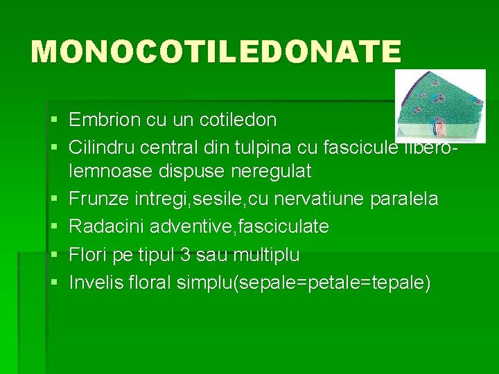 MONOCOTILEDONATE § Embrion cu un cotiledon § Cilindru central din tulpina cu fascicule liberolemnoase