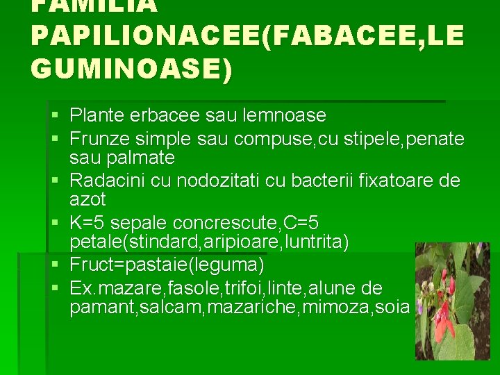 FAMILIA PAPILIONACEE(FABACEE, LE GUMINOASE) § Plante erbacee sau lemnoase § Frunze simple sau compuse,