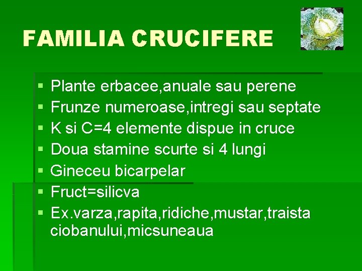 FAMILIA CRUCIFERE § § § § Plante erbacee, anuale sau perene Frunze numeroase, intregi