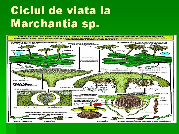 Ciclul de viata la Marchantia sp. 