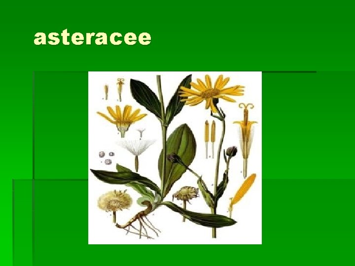 asteracee 