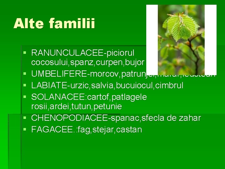 Alte familii § RANUNCULACEE-piciorul cocosului, spanz, curpen, bujor § UMBELIFERE-morcov, patrunjel, marar, leustean §