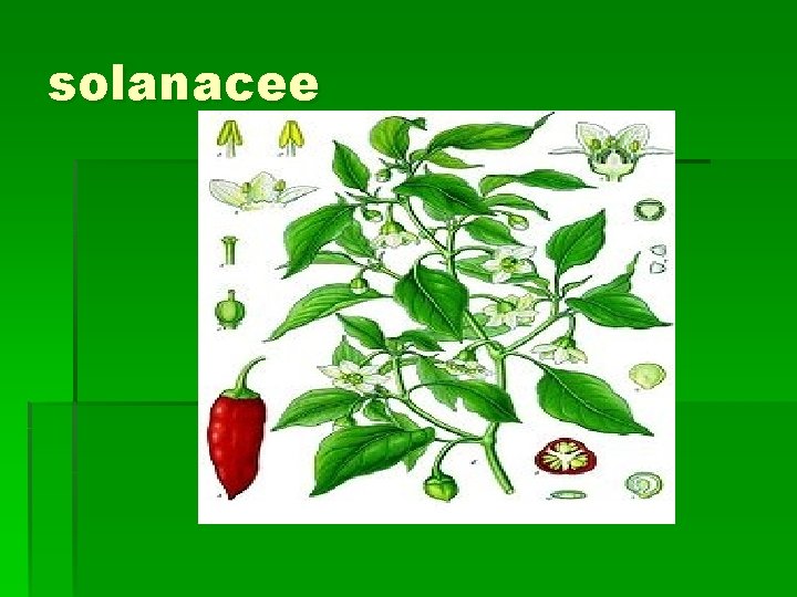 solanacee 