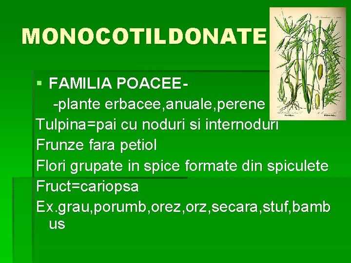 MONOCOTILDONATE § FAMILIA POACEE-plante erbacee, anuale, perene Tulpina=pai cu noduri si internoduri Frunze fara