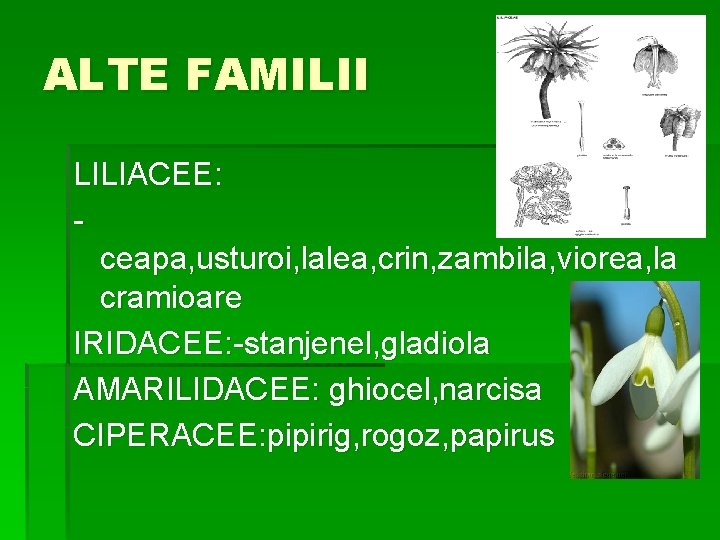 ALTE FAMILII LILIACEE: ceapa, usturoi, lalea, crin, zambila, viorea, la cramioare IRIDACEE: -stanjenel, gladiola