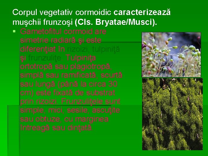 Corpul vegetativ cormoidic caracterizează muşchii frunzoşi (Cls. Bryatae/Musci). § Gametofitul cormoid are simetrie radiară