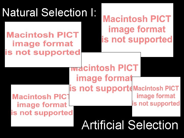 Natural Selection I: Artificial Selection 