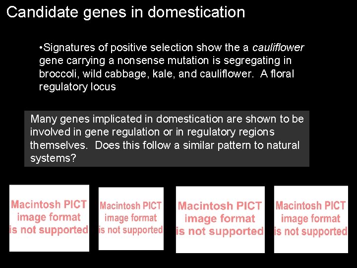 Candidate genes in domestication • Signatures of positive selection show the a cauliflower gene