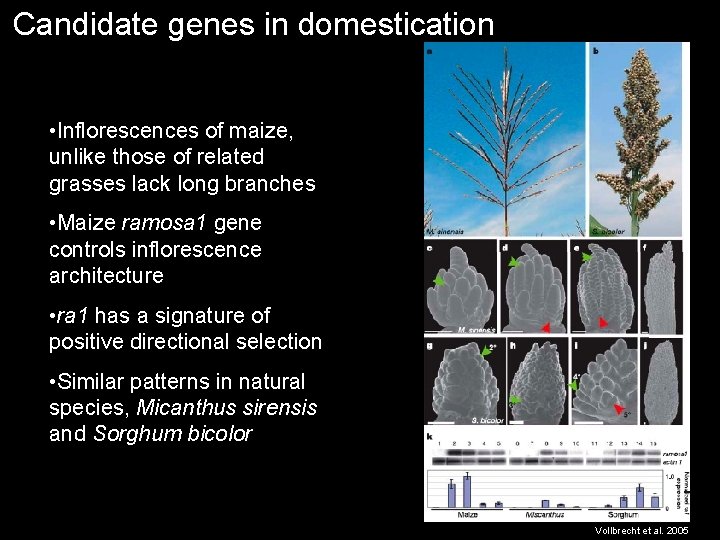 Candidate genes in domestication • Inflorescences of maize, unlike those of related grasses lack