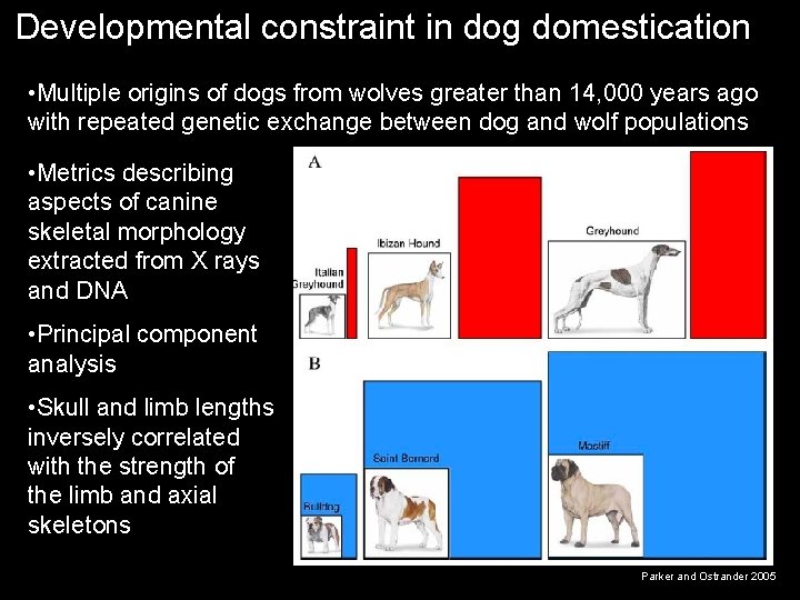 Developmental constraint in dog domestication • Multiple origins of dogs from wolves greater than