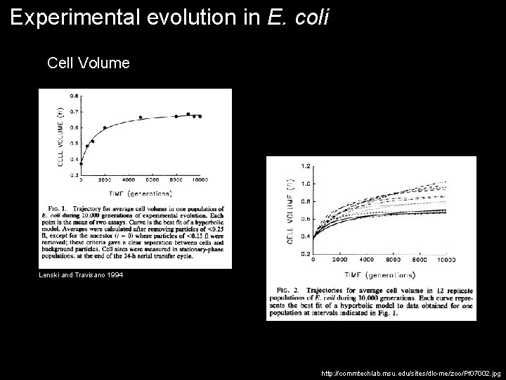 Experimental evolution in E. coli Cell Volume Lenski and Travisano 1994 http: //commtechlab. msu.