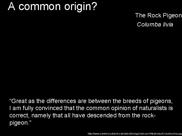 A common origin? The Rock Pigeon Columba livia “Great as the differences are between