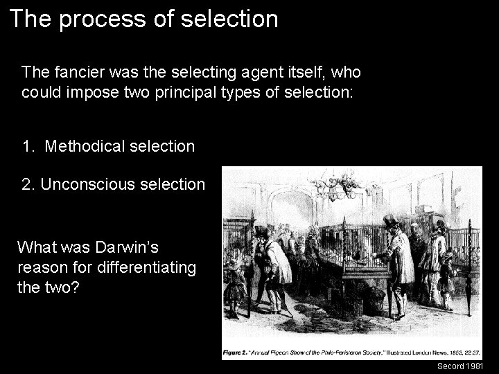 The process of selection The fancier was the selecting agent itself, who could impose