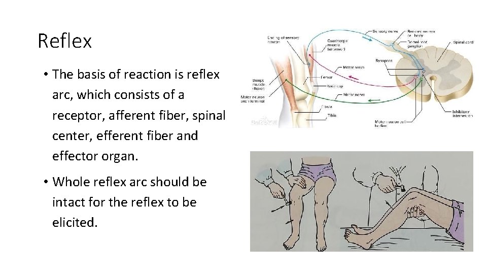 Reflex • The basis of reaction is reflex arc, which consists of a receptor,