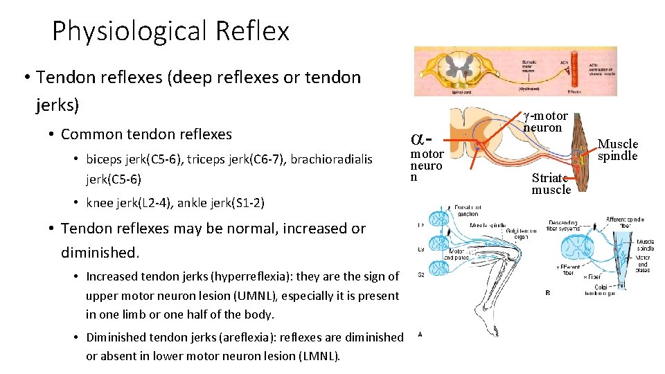 Physiological Reflex • Tendon reflexes (deep reflexes or tendon jerks) • Common tendon reflexes