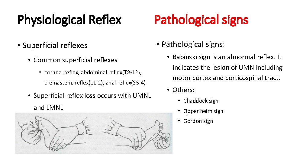 Physiological Reflex Pathological signs • Superficial reflexes • Pathological signs: • Common superficial reflexes
