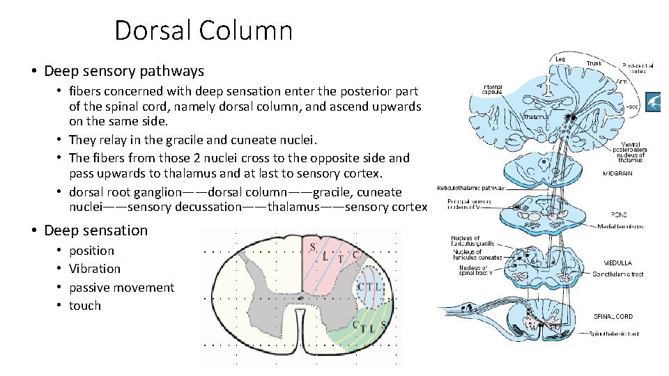 Dorsal Column • Deep sensory pathways • fibers concerned with deep sensation enter the