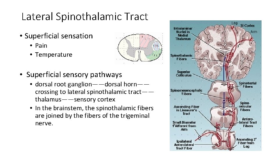 Lateral Spinothalamic Tract • Superficial sensation • Pain • Temperature • Superficial sensory pathways