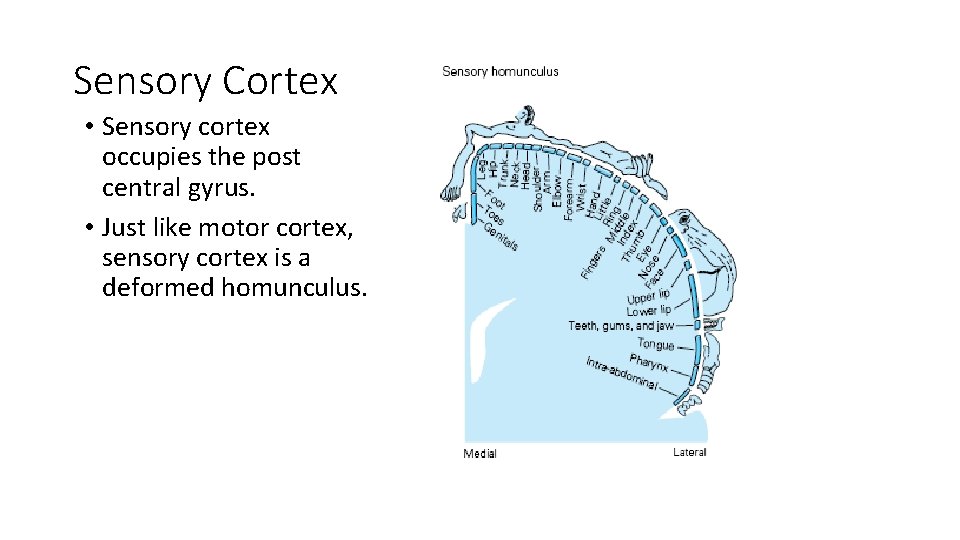 Sensory Cortex • Sensory cortex occupies the post central gyrus. • Just like motor
