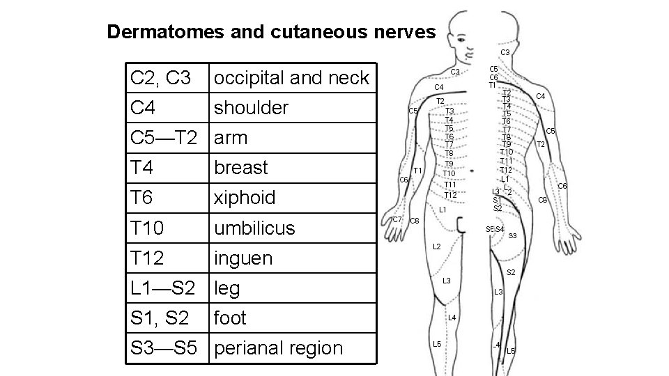 Dermatomes and cutaneous nerves C 2, C 3 occipital and neck C 4 shoulder