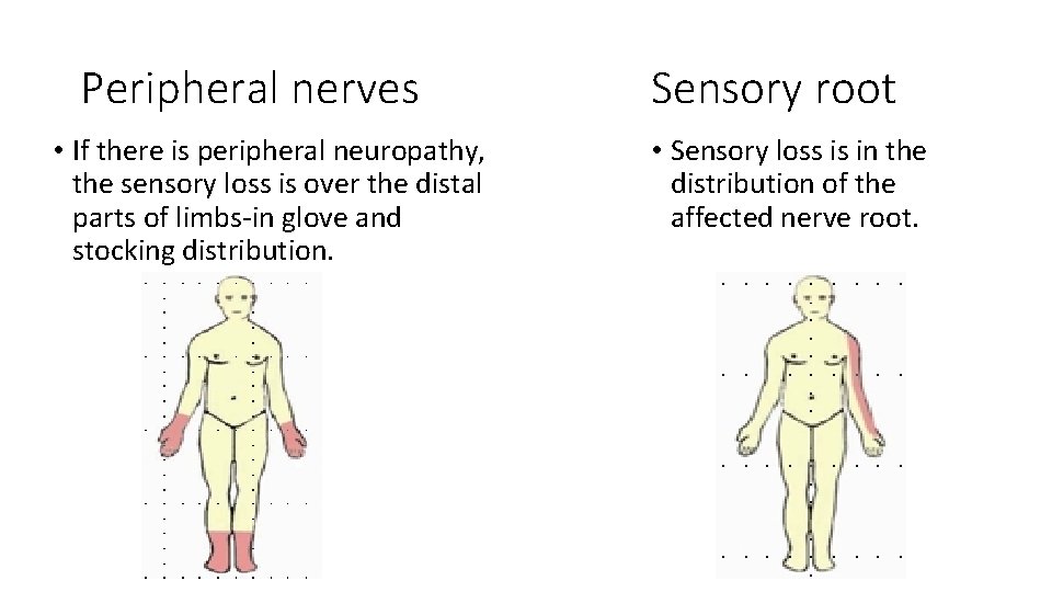 Peripheral nerves • If there is peripheral neuropathy, the sensory loss is over the