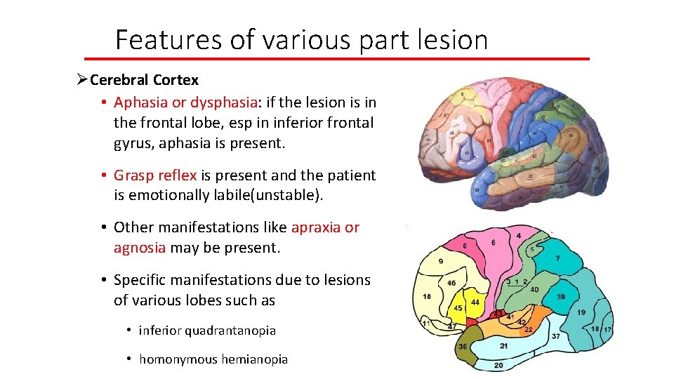 Features of various part lesion ØCerebral Cortex • Aphasia or dysphasia: if the lesion