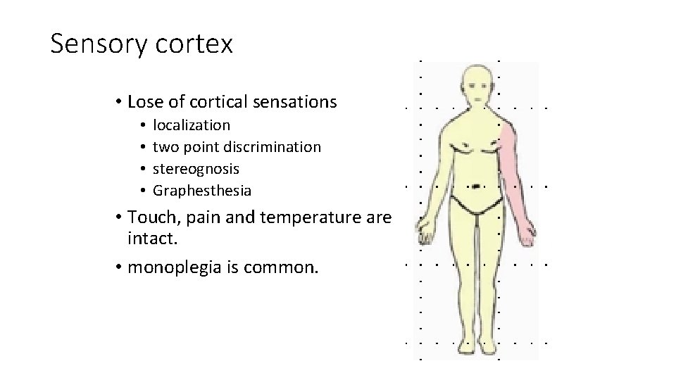 Sensory cortex • Lose of cortical sensations • • localization two point discrimination stereognosis