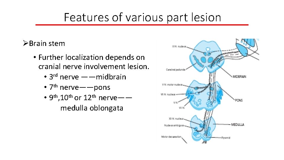 Features of various part lesion ØBrain stem • Further localization depends on cranial nerve