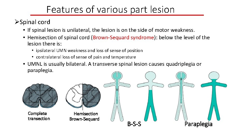 Features of various part lesion ØSpinal cord • If spinal lesion is unilateral, the