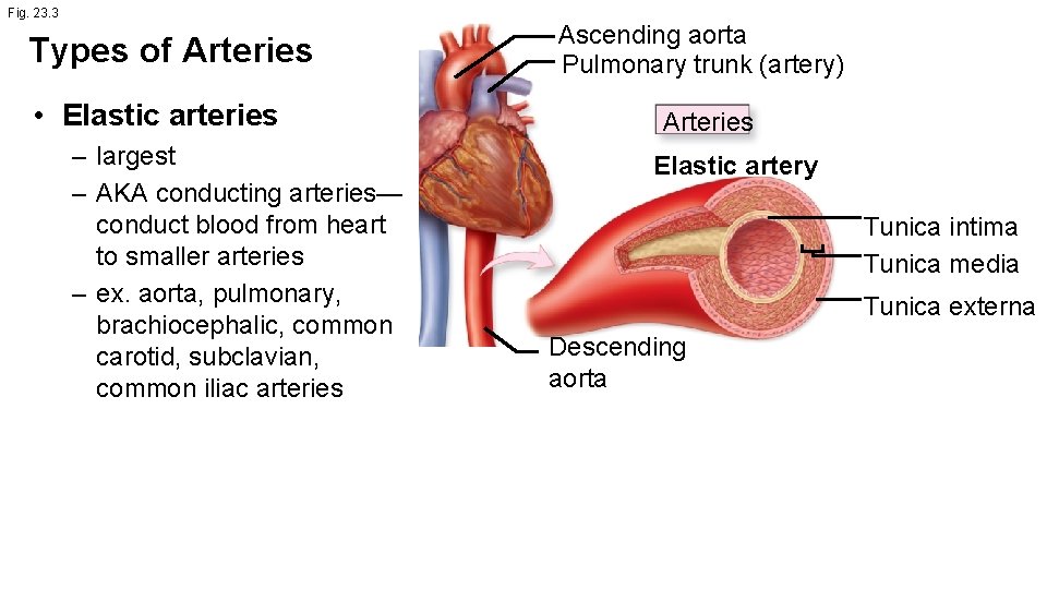 Fig. 23. 3 Types of Arteries • Elastic arteries – largest – AKA conducting