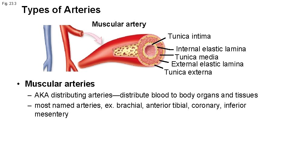 Fig. 23. 3 Types of Arteries Muscular artery Tunica intima Internal elastic lamina Tunica