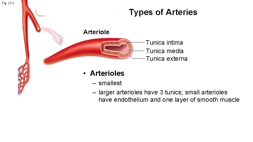 Fig. 23. 3 Types of Arteries Arteriole Tunica intima Tunica media Tunica externa •