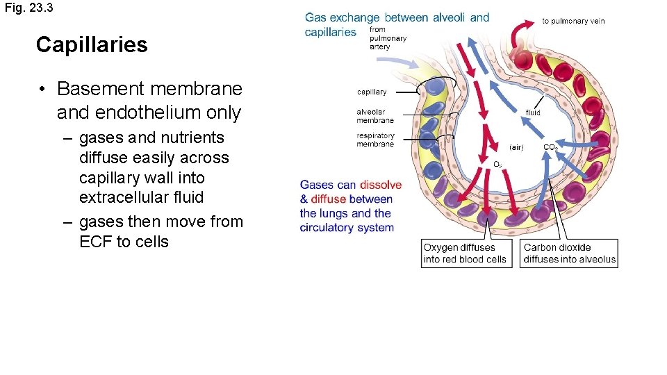 Fig. 23. 3 Capillaries • Basement membrane and endothelium only – gases and nutrients