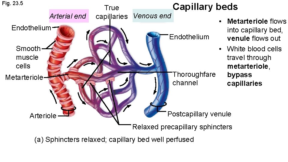 Fig. 23. 5 Arterial end Endothelium Smooth muscle cells Metarteriole Arteriole Capillary True capillaries