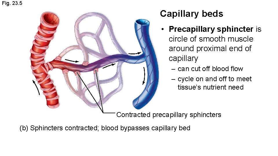 Fig. 23. 5 Capillary beds • Precapillary sphincter is circle of smooth muscle around