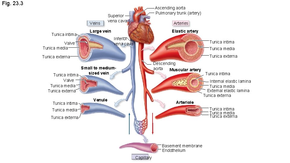 Fig. 23. 3 Veins Tunica intima Ascending aorta Pulmonary trunk (artery) Superior vena cava