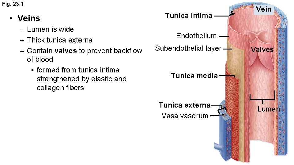 Fig. 23. 1 • Veins – Lumen is wide – Thick tunica externa –