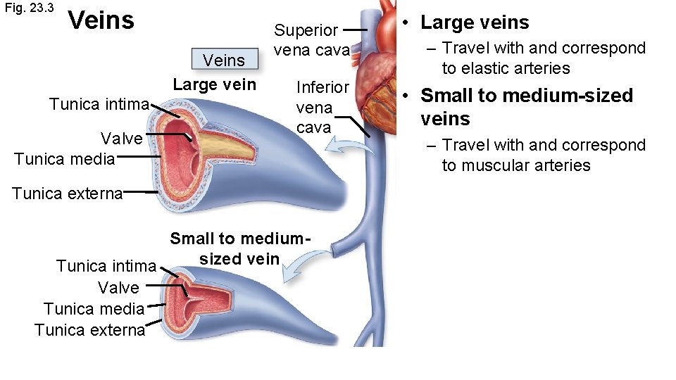 Fig. 23. 3 Veins Large vein Tunica intima Valve Tunica media Superior vena cava