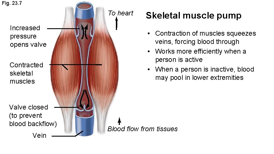 Fig. 23. 7 To heart Increased pressure opens valve Contracted skeletal muscles Valve closed