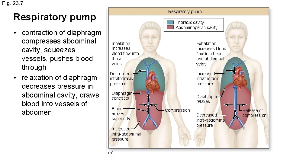 Fig. 23. 7 Respiratory pump • contraction of diaphragm compresses abdominal cavity, squeezes vessels,