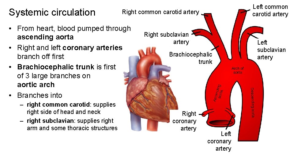 Systemic circulation Right common carotid artery • From heart, blood pumped through ascending aorta