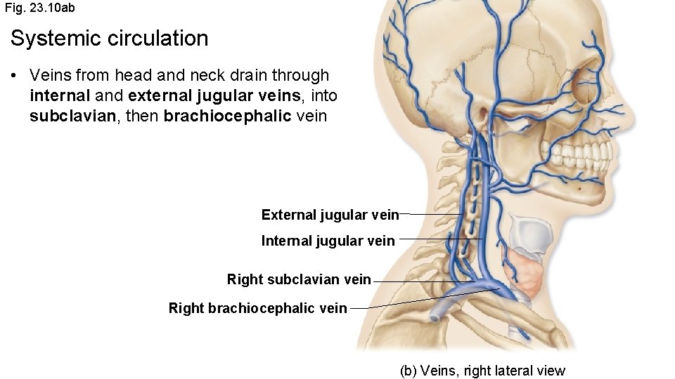 Fig. 23. 10 ab Systemic circulation • Veins from head and neck drain through